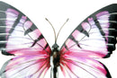 Large Metal Blue,Pink Butterfly-Garden Wall Hanging Art Ornament Indoor/Outdoor