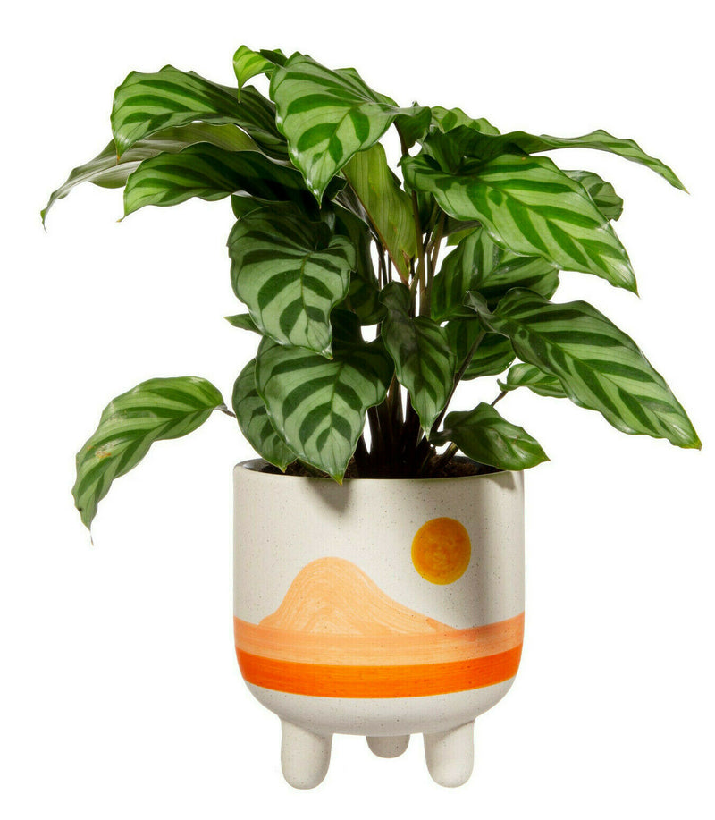 Sass & Belle Sunset Planter Pot Plant Flower Pot Holder Home Decor Garden Porch