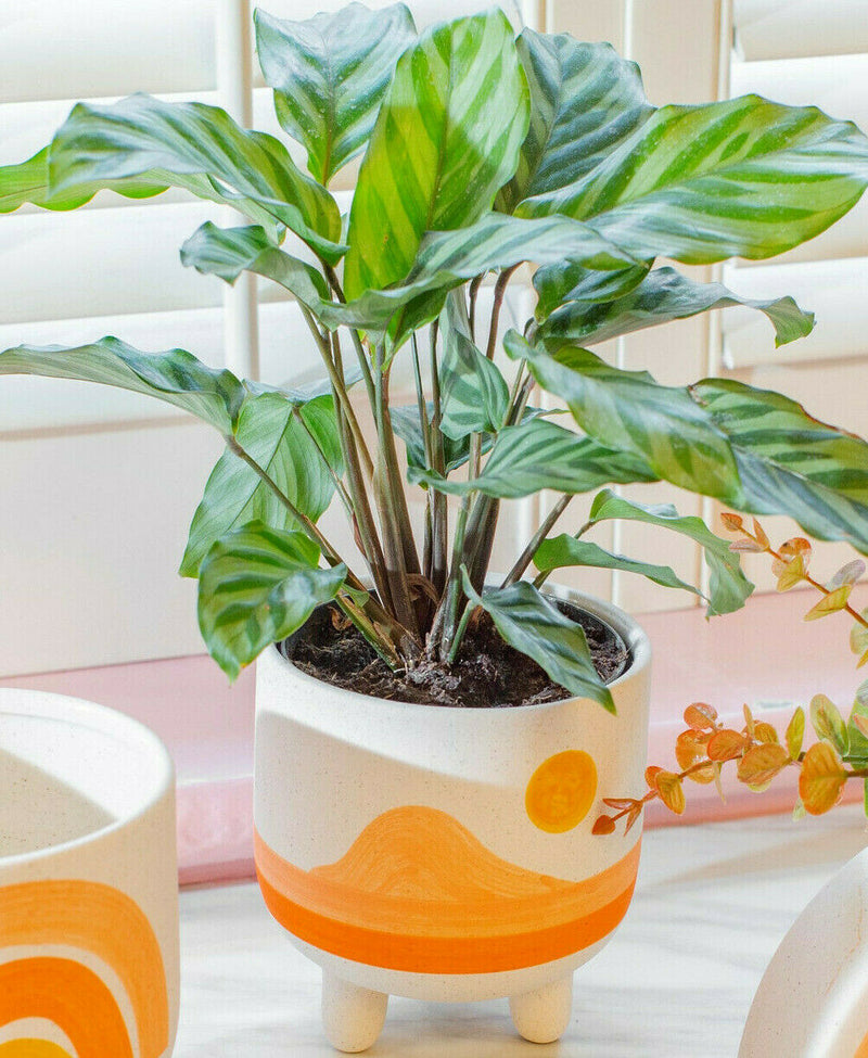 Sass & Belle Sunset Planter Pot Plant Flower Pot Holder Home Decor Garden Porch